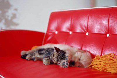 睡眠は命を支える