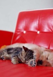 睡眠は命を支える