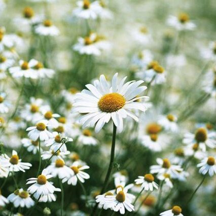 カモミールの花